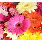 Гербера Джеймсона смесь /1.000 семян/ *Hem Zaden*