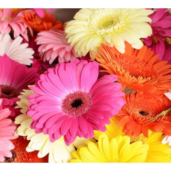 Гербера Джеймсона смесь /1.000 семян/ *Hem Zaden*