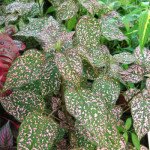 Гіпоестес /300 насінин/ *Hem Zaden*