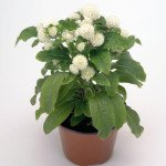 Гомфрена Будди белая (white) /200 семян/ *Benary*