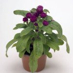 Гомфрена Будді пурпурна (purple) /200 насінин/ *Benary*