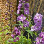 Дельфиниум Екскалибур лилово-розовый с белым глазком /100 семян/ *Syngenta*