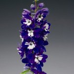 Дельфиниум Екскалибур темно-синий с белым глазком /100 семян/ *Syngenta*