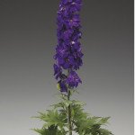 Дельфініум Екскалібур темно-синій з чорним вічком /100 насінин/ *Syngenta*