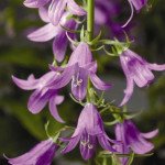 Дзвоник Камбелл синій /100 насінин/ *Syngenta*