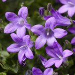 Колокольчик Клоквайз F1 синий (blue) /100 семян/ *Syngenta*