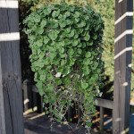 Дихондра Смарагдовий водоспад /100 насінин/ *Pan American*