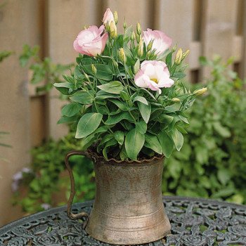 Эустома Сапфир F1 бело-розовая (pink rim) /100 семян (драже)/ *Pan American*