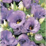 Эустома Флорида F1 голубая (light blue) /100 семян (драже)/ *Pan American*