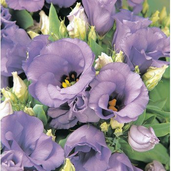 Эустома Флорида F1 голубая (light blue) /100 семян (драже)/ *Pan American*