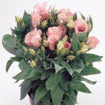 Еустома Флорида F1 рожева (pink) /100 насінин (драже)/ *Pan American*