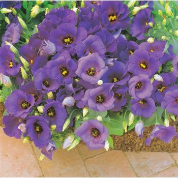 Еустома Флорида F1 синя (blue) /100 насінин (драже)/ *Pan American*