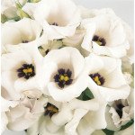 Эустома Флорида F1 сильвер (silver) /100 семян (драже)/ *Pan American*