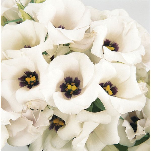 Семена эустомы Флорида F1 сильвер (silver) /100 семян (драже)/ *Pan American*