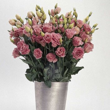 Еустома ABC F1 рожева (pink) /100 насінин (драже)/ *Pan American*