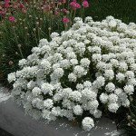 Иберис Таху белый (white) /100 семян/ *Syngenta*