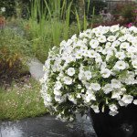 Калибрахоа Каблум F1 белая /30 семян/ *Pan American*