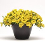 Калібрахоа Каблум F1 жовта /30 насінин/ *Pan American*