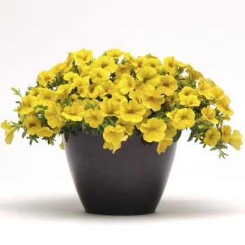 Калібрахоа Каблум F1 жовта /30 насінин/ *Pan American*