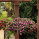 Калібрахоа Каблум F1 рожева /30 насінин/ *Pan American*