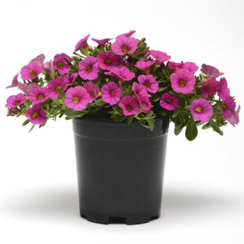 Калібрахоа Каблум F1 рожева /30 насінин/ *Pan American*