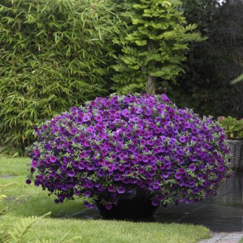 Калібрахоа Каблум F1 темно-синя /30 насінин/ *Pan American*