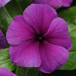 Катарантус Джеймс Джелис F1 блуберри /100 семян/ *Pan American*