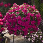 Катарантус Кора Каскад F1 маджента /100 семян/ *Syngenta*