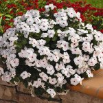 Катарантус Кора Каскад F1 полька дот (polka dot) /100 семян/ *Syngenta*