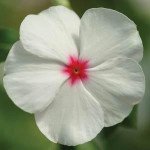 Катарантус Медітер F1 полька дот (polka dot) /100 насінин/ *Pan American*