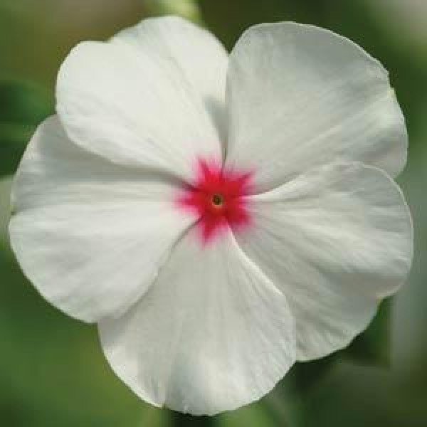 Семена катарантуса Медитер F1 полька дот (polka dot) /100 семян/ *Pan American*