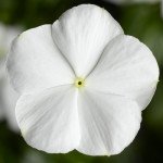 Катарантус СанШторм F1 белый (white) /100 семян/ *Syngenta*