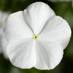 Катарантус СанШторм F1 білий (white) /100 насінин/ *Syngenta*