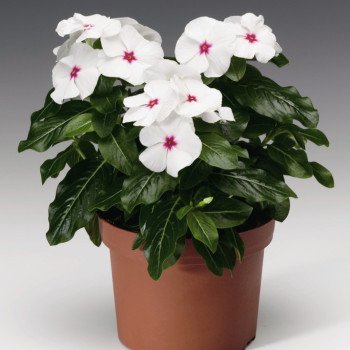 Катарантус СанШторм F1 белый с глазком (white with eye) /100 семян/ *Syngenta*