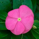 Катарантус СанШторм F1 дип пинк (deep pink) /100 семян/ *Syngenta*