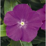 Катарантус СанШторм F1 орхід хеллоу (orchid halo) /100 насінин/ *Syngenta*