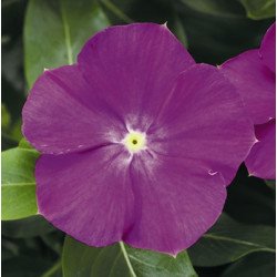 Катарантус СанШторм F1 орхід хеллоу (orchid halo) /100 насінин/ *Syngenta*