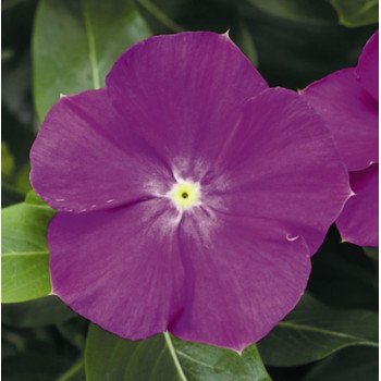 Катарантус СанШторм F1 орхид хеллоу (orchid halo) /100 семян/ *Syngenta*