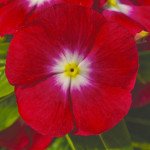 Катарантус СанШторм F1 ред хеллоу (red halo) /100 семян/ *Syngenta*