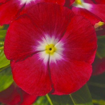 Катарантус СанШторм F1 ред хеллоу (red halo) /100 семян/ *Syngenta*