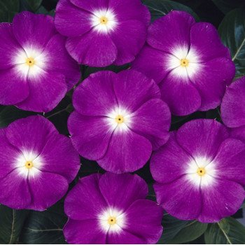 Катарантус СанШторм F1 фиолетовый с глазком (violet with eye) /100 семян/ *Syngenta*