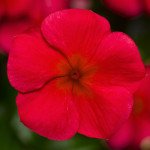 Катарантус СанШторм F1 червоний (red) /100 насінин/ *Syngenta*