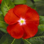 Катарантус СанШторм F1 скарлет с глазком (carlet with eye) /100 семян/ *Syngenta*