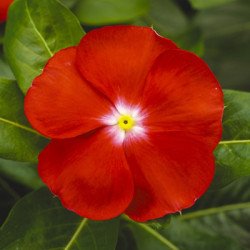 Катарантус СанШторм F1 скарлет з вічком (carlet with eye) /100 насінин/ *Syngenta*