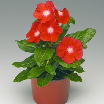 Катарантус СанШторм F1 скарлет с глазком (carlet with eye) /100 семян/ *Syngenta*