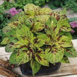 Колеус Візард мозаїк (mosaic) /100 насінин/ *Pan American*