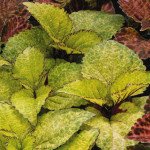 Колеус Візард пінейпел /100 насінин/ *Pan American*