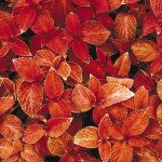 Колеус Візард сансет (sunset) /100 насінин/ *Pan American*