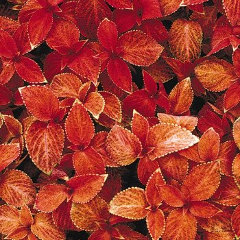 Колеус Визард сансет (sunset) /100 семян/ *Pan American*