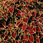 Колеус Визард скарлет (scarlet) /100 семян/ *Pan American*